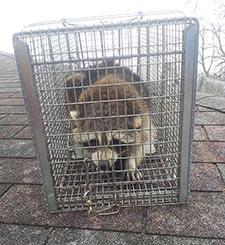 raccoon trapping Elkhorn