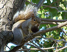 squirrels in attic Elkhorn